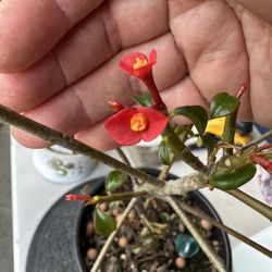 Very Rare Thornless Crown Of Thorn