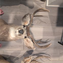 Taxidermy two white-tailed deer mounts