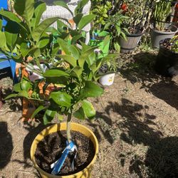 Grapefruit Tree (Ruby Red)