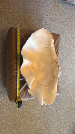 Giant Clam Shell