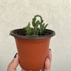 Rats tail Succulent
