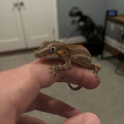 Male Gargoyle Gecko