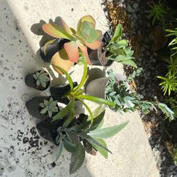 Succulent Plants Bundle