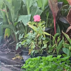 Dark Pnk Rose plant