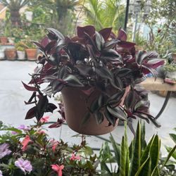 Una Succulents 