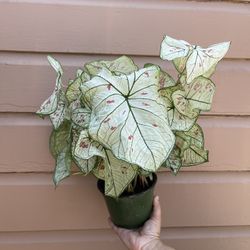 6” Caladium Marie Moir