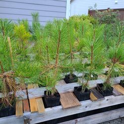 Ponderosa Pine Trees