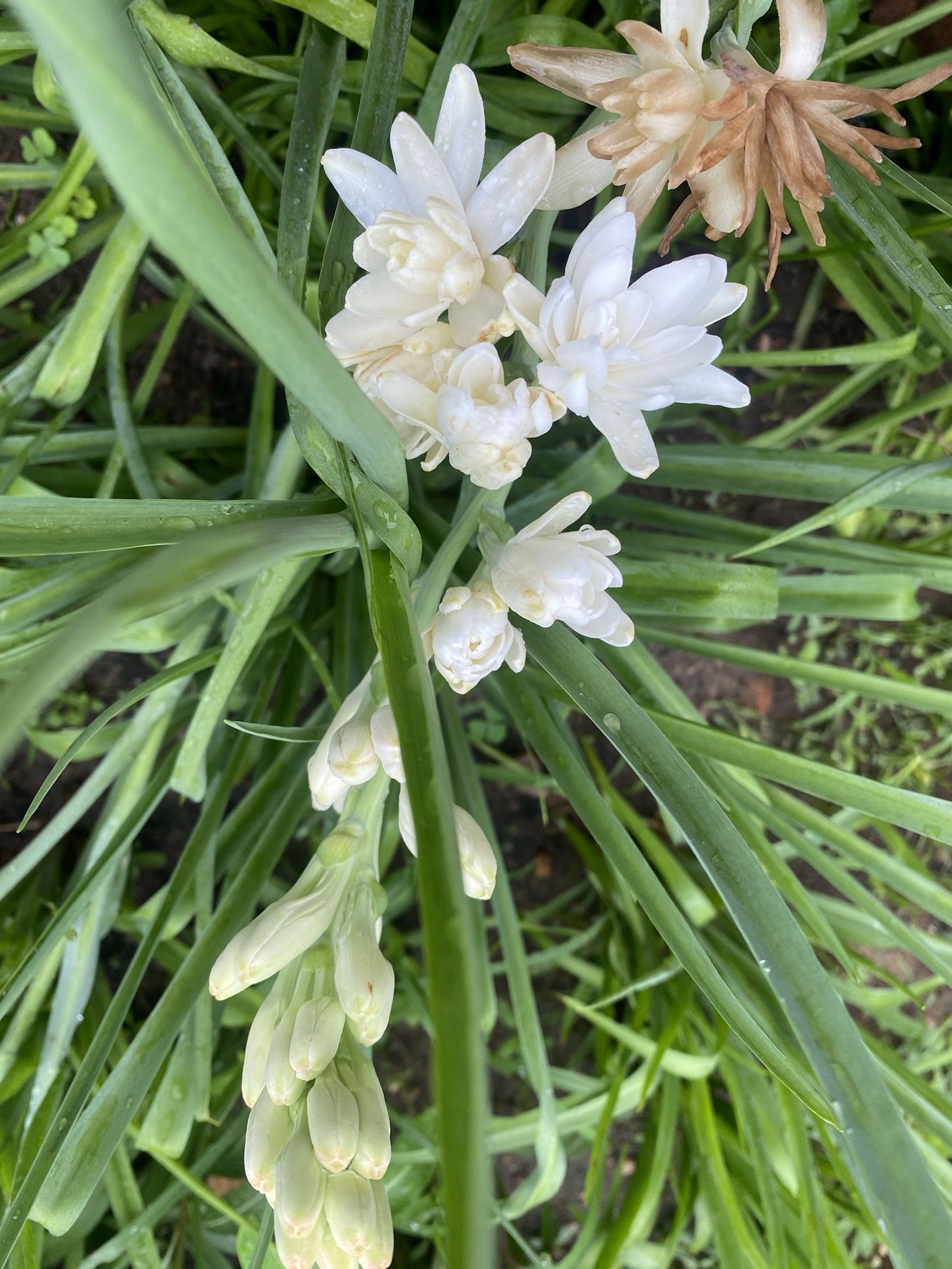 Tuberose/Rajanigandha plants Tubers 