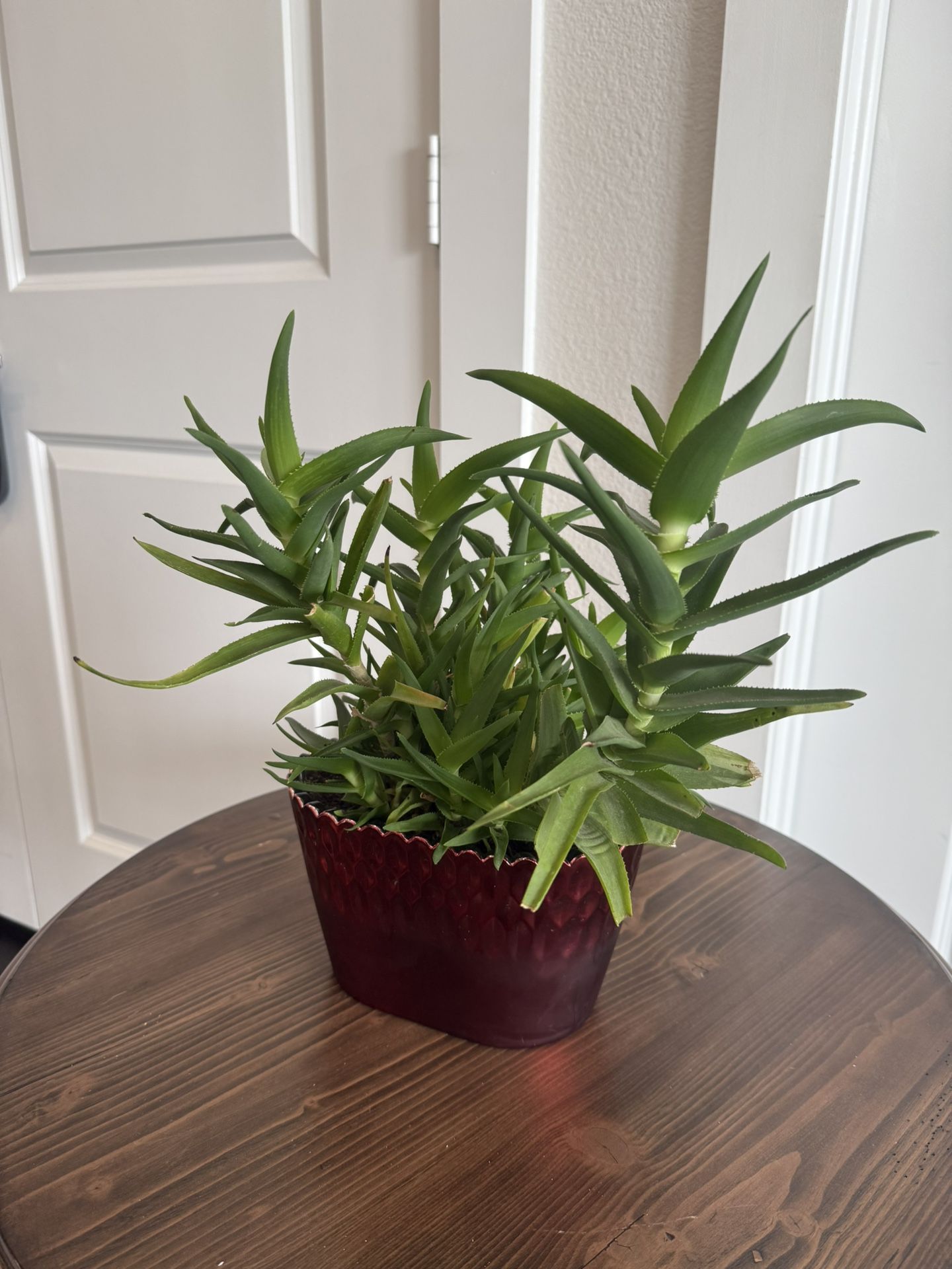 Aloe juvenna Tiger Tooth Aloe