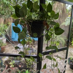 Hanging Plants Potho Heart-Shaped Leaf Plant