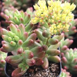Sedum Succulent Starts