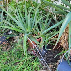 Potted Large Plants Aloe Vera 25 gallons