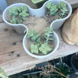 Crassula Perforata Suculenta Is Plant 