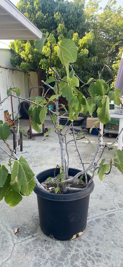 Common fig