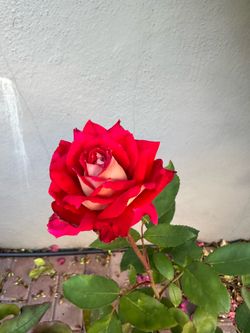 ‘Love’ Red Rose Plant