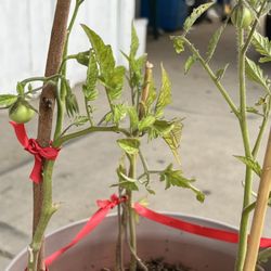 Tomate