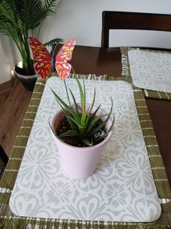 Planta