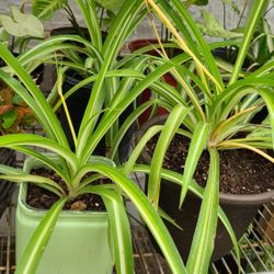 Lace Or Spider Plants