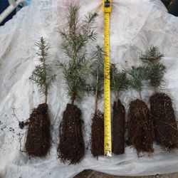 Tree Seedlings For Forestry Or Christmas Trees