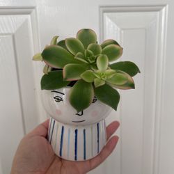 Beautiful Kiwi Aeonium Succulent Plant With Cute Pot