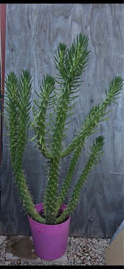 Eve’s Needle Cactus 50” Tall