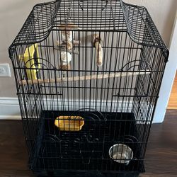 Bird Cage 