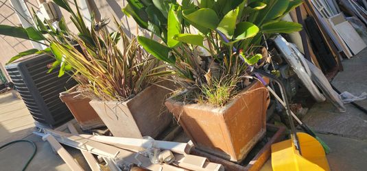 Big Concrete Planter with Saucer