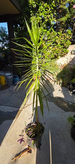 Large Madagascar Dragon Tree