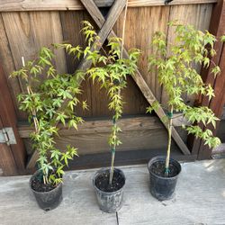 Green Japanese maples $25 Each.