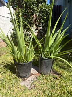 Aloe Vera plant