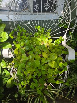 House plant
