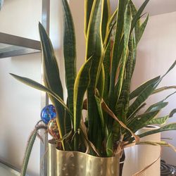 Beautiful snake plant