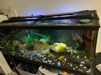 Fish tank aquarium