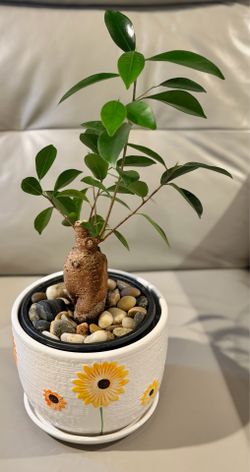 Healthy Ficus Ginseng Bonsai Tree