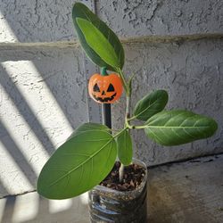 Ficus Audrey Plant With Pumpkin Solar🎃
