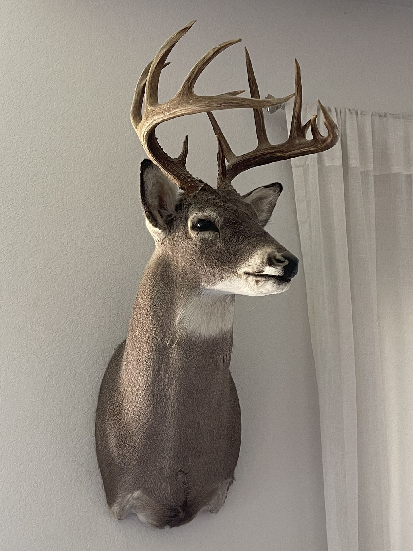 Deer Mount