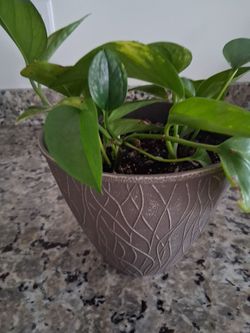 Well Rooted Houseplant in New Decorative Pot
