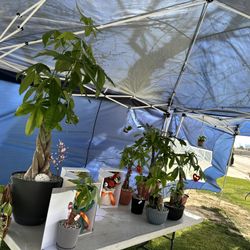 Last Minute Arrangements 