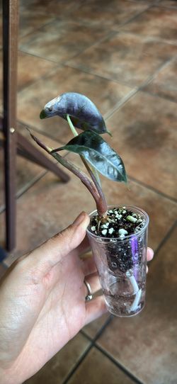 Alocasia pink Polly mint ghost