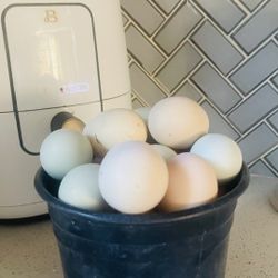 Huevos Orgánicos 