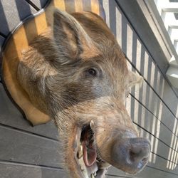 250+ Pound  Wild Boar Head And Shoulder Mount! Awesome!