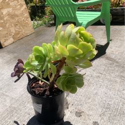 Succulent 