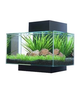 Fluval edge 6 gallon (black)