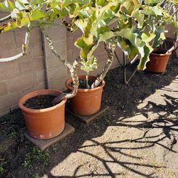 4’ potted Elephant Ear Felt Plant Kalanchoe Beharensis Plant