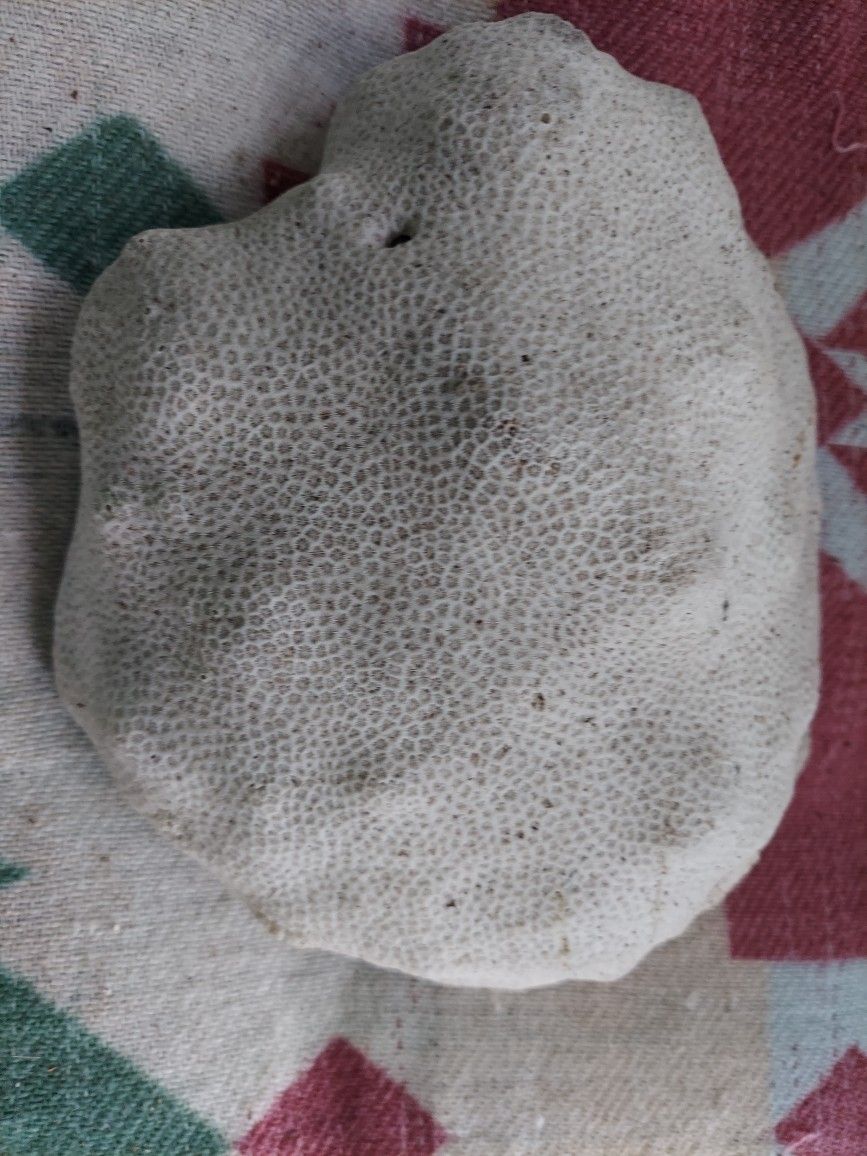 BRAIN CORAL 117