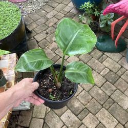 10” White Bird  of Paradise Plant