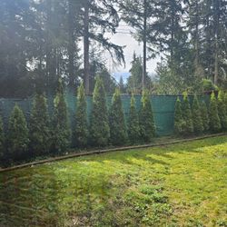 19 Emerald Green Arborvitae evergreen trees, privacy hedge