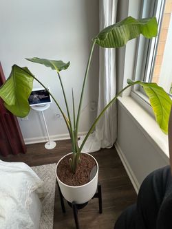 Easyplant Large Bird of Paradise + Planter & Stand – Pickup by 9/27