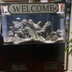 Aquarium       fish Tank 120 Gallons 