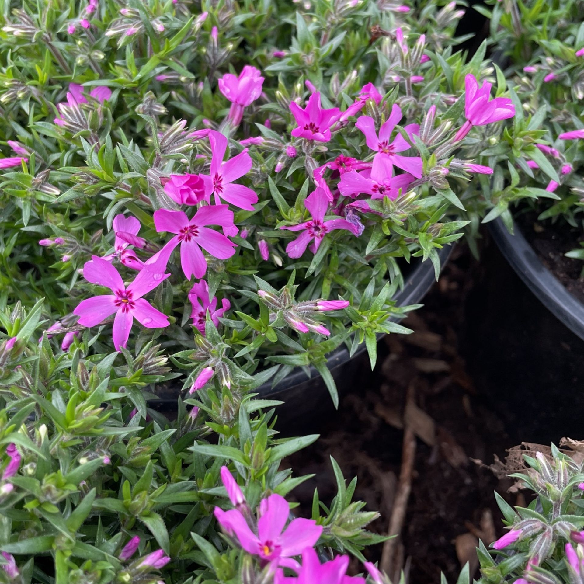 Phlox Flower Plant Pot